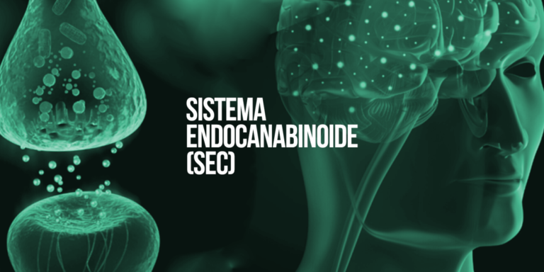 O que é e como funciona o Sistema Endocanabinoide (SEC)?