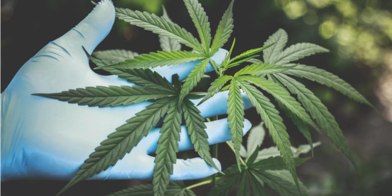 Cannabis Medicinal no Brasil: tudo o que você precisa saber!